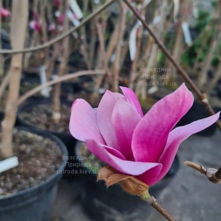 Магнолія Аметист Флейм (Magnolia Amethyst Flame) ФОТО