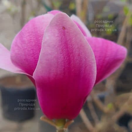 Магнолія Аметист Флейм (Magnolia Amethyst Flame) ФОТО