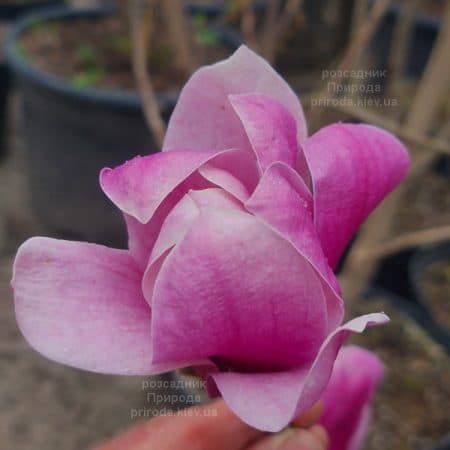 Магнолія Аметист Флейм (Magnolia Amethyst Flame) ФОТО