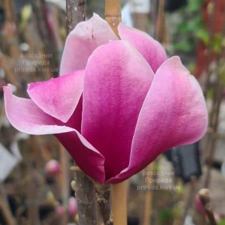 Магнолія Аметист Флейм (Magnolia Amethyst Flame) ФОТО