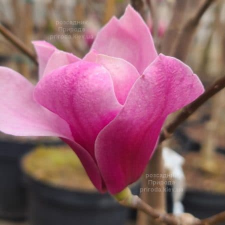 Магнолія Аметист Флейм (Magnolia Amethyst Flame) ФОТО