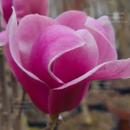 Магнолія Аметист Флейм (Magnolia Amethyst Flame) ФОТО