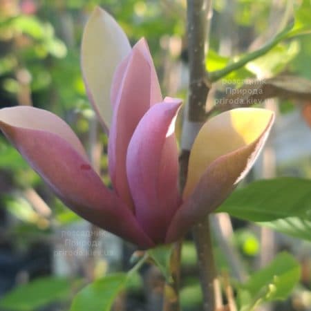 Магнолія бруклінська Блек Бьюті (Magnolia brooklynensis Black Beauty) ФОТО