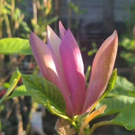 Магнолія бруклінська Блек Бьюті (Magnolia brooklynensis Black Beauty) ФОТО