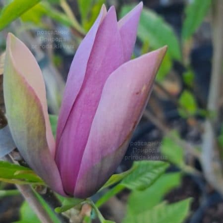 Магнолія бруклінська Блек Бьюті (Magnolia brooklynensis Black Beauty) ФОТО