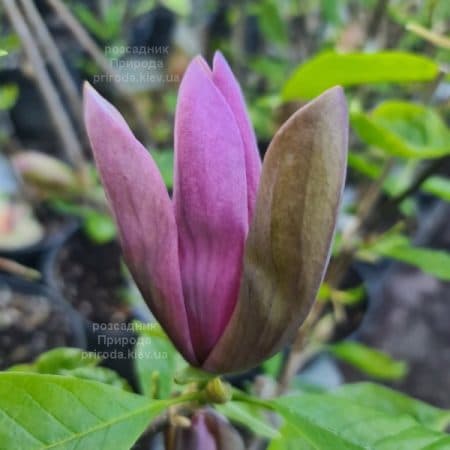 Магнолія бруклінська Блек Бьюті (Magnolia brooklynensis Black Beauty) ФОТО