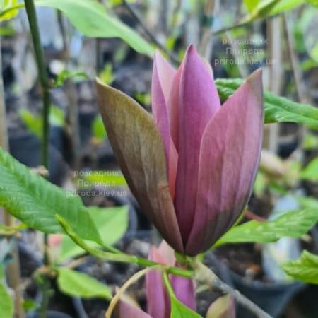 Магнолія бруклінська Блек Бьюті (Magnolia brooklynensis Black Beauty) ФОТО