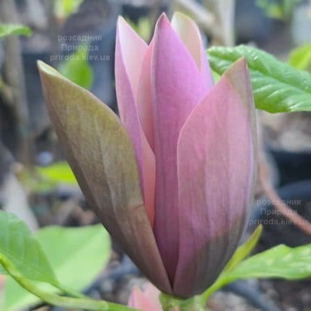 Магнолія бруклінська Блек Бьюті (Magnolia brooklynensis Black Beauty) ФОТО