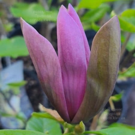 Магнолія бруклінська Блек Бьюті (Magnolia brooklynensis Black Beauty) ФОТО