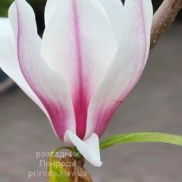 Магнолія Етернал Флеймс (Magnolia Eternal Flames) ФОТО