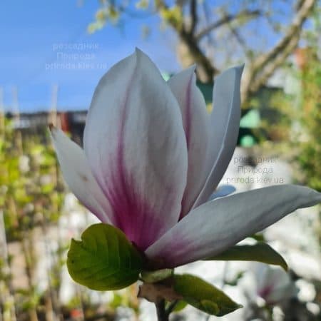 Магнолія Етернал Флеймс (Magnolia Eternal Flames) ФОТО