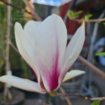 Магнолія Етернал Флеймс (Magnolia Eternal Flames) ФОТО