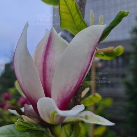 Магнолія Етернал Флеймс (Magnolia Eternal Flames) ФОТО