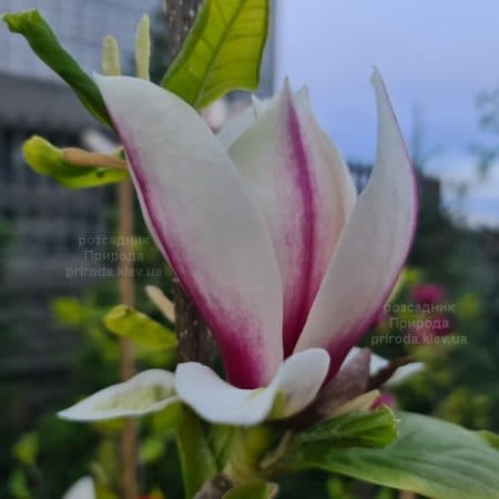 Магнолія Етернал Флеймс (Magnolia Eternal Flames) ФОТО