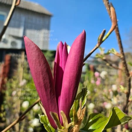 Магнолія Ферст Лав (Magnolia First Love) ФОТО