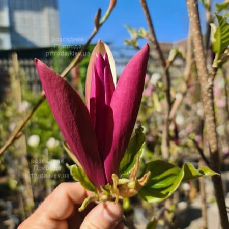 Магнолія Ферст Лав (Magnolia First Love) ФОТО