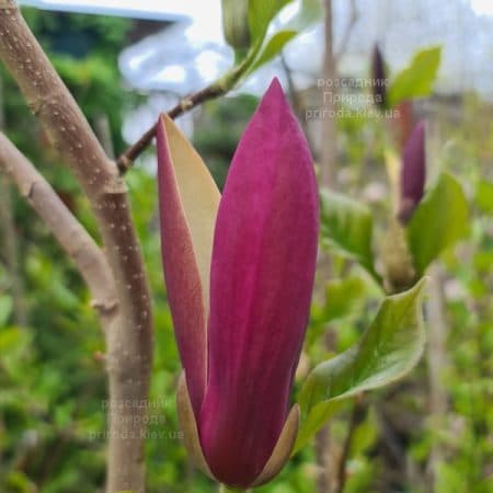 Магнолія Ферст Лав (Magnolia First Love) ФОТО