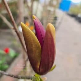 Магнолія Ферст Лав (Magnolia First Love) ФОТО Розсадник рослин Природа
