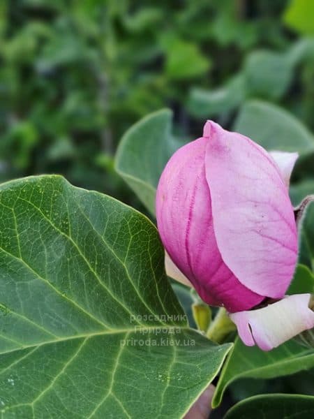 Магнолія Ред ес Ред (Magnolia Red as Red) ФОТО Розсадник рослин Природа