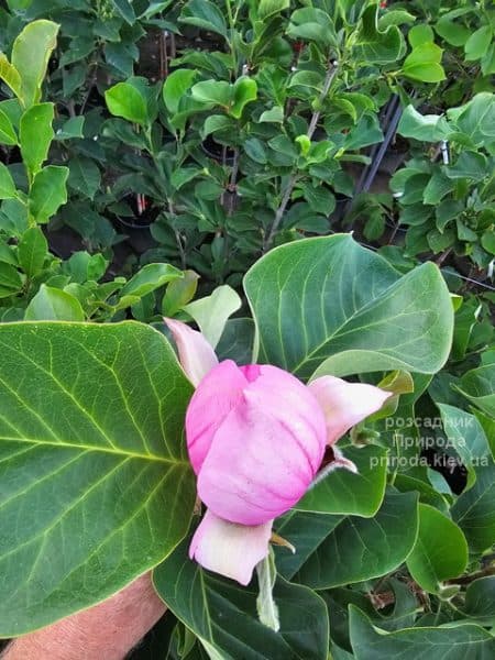 Магнолія Ред ес Ред (Magnolia Red as Red) ФОТО Розсадник рослин Природа