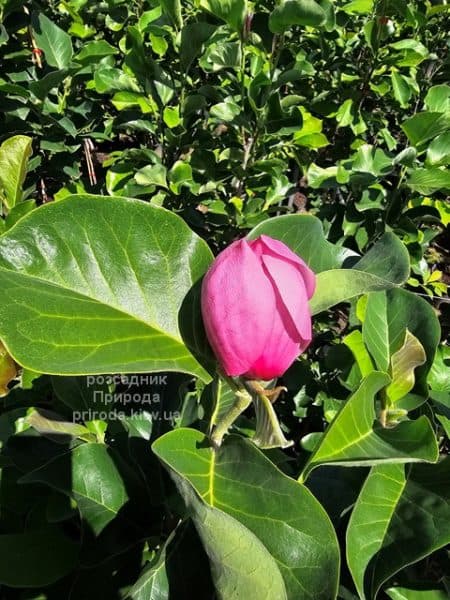 Магнолія Ред ес Ред (Magnolia Red as Red) ФОТО Розсадник рослин Природа