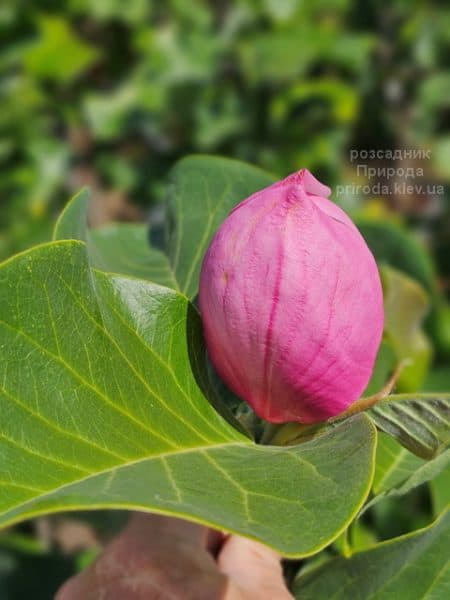 Магнолія Ред ес Ред (Magnolia Red as Red) ФОТО Розсадник рослин Природа