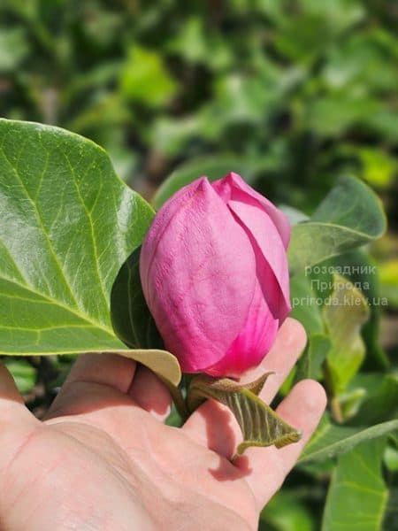 Магнолія Ред ес Ред (Magnolia Red as Red) ФОТО Розсадник рослин Природа