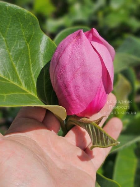 Магнолія Ред ес Ред (Magnolia Red as Red) ФОТО Розсадник рослин Природа