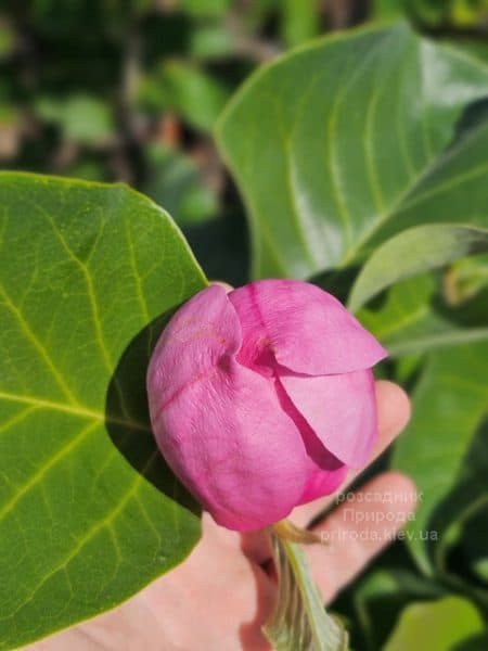 Магнолія Ред ес Ред (Magnolia Red as Red) ФОТО Розсадник рослин Природа