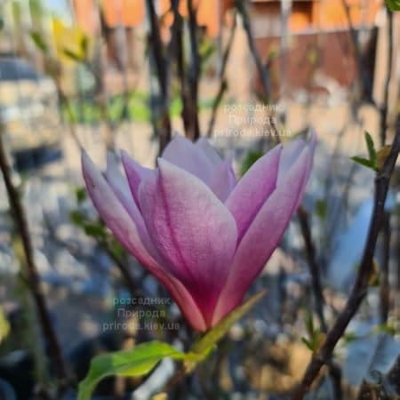 Магнолія Суланжа Рустика Рубра (Magnolia soulangeana Rustica Rubra) ФОТО