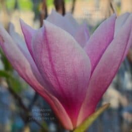 Магнолія Суланжа Рустика Рубра (Magnolia soulangeana Rustica Rubra) ФОТО