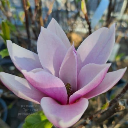 Магнолія Суланжа Рустика Рубра (Magnolia soulangeana Rustica Rubra) ФОТО