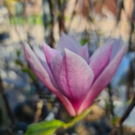 Магнолія Суланжа Рустика Рубра (Magnolia soulangeana Rustica Rubra) ФОТО