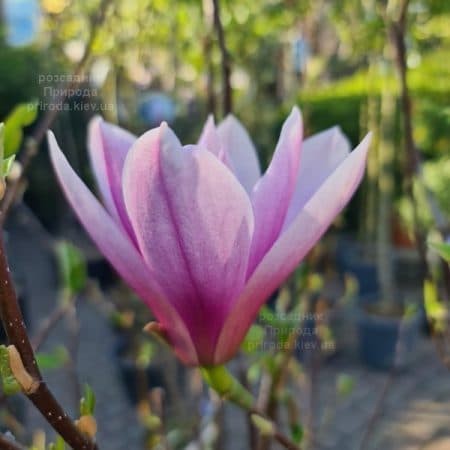 Магнолія Суланжа Рустика Рубра (Magnolia soulangeana Rustica Rubra) ФОТО