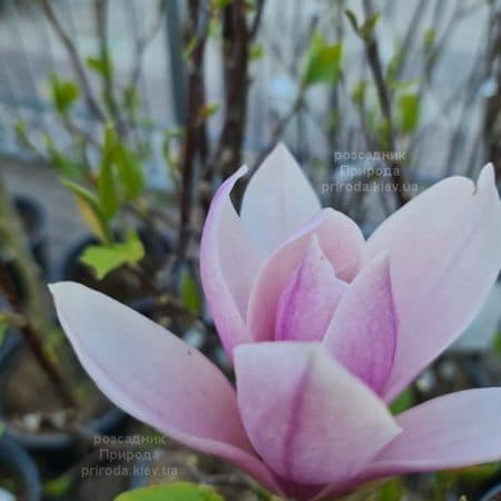 Магнолія Суланжа Рустика Рубра (Magnolia soulangeana Rustica Rubra) ФОТО