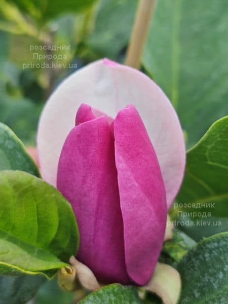 Магнолія Суланжа Камея (Magnolia soulangeana Cameo) ФОТО