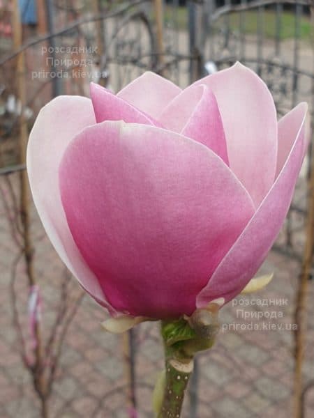 Магнолія Суланжа Камея (Magnolia soulangeana Cameo) ФОТО