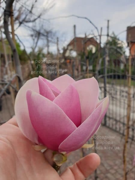 Магнолія Суланжа Камея (Magnolia soulangeana Cameo) ФОТО