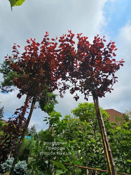 Слива розчепірена Пісарді (Prunus cerasifera Pissardii) ФОТО Розсадник рослин Природа (1)