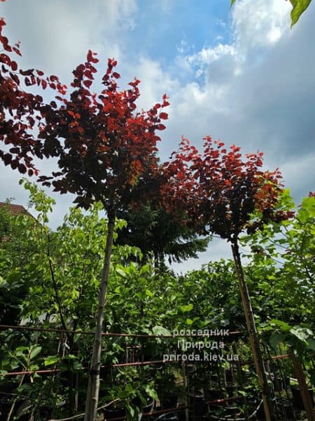 Слива розчепірена Пісарді (Prunus cerasifera Pissardii) ФОТО Розсадник рослин Природа (2)