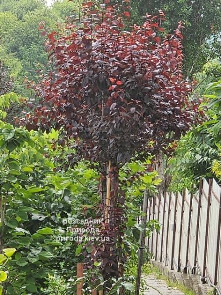 Слива розчепірена Пісарді (Prunus cerasifera Pissardii) ФОТО Розсадник рослин Природа (3)