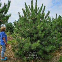 Сосна чорна австрійська (Pinus nigra austriaca) ФОТО