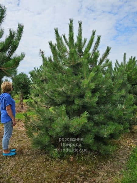 Сосна чорна австрійська (Pinus nigra austriaca) ФОТО