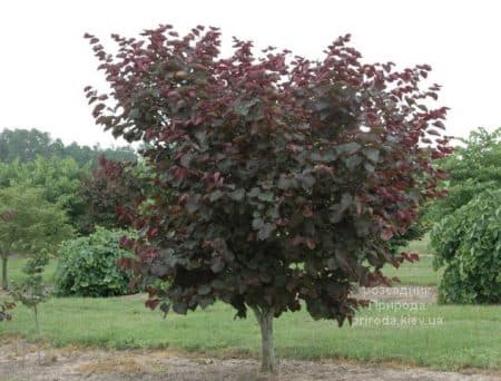 Церцис канадський Ред Фос (Cercis canadensis Red Force) ФОТО