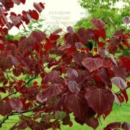 Церцис канадський Ред Фос (Cercis canadensis Red Force) ФОТО