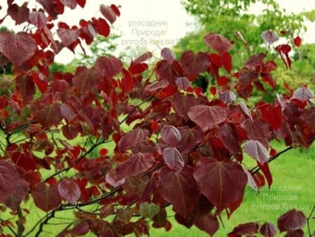 Церцис канадський Ред Фос (Cercis canadensis Red Force) ФОТО