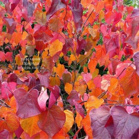 Церцис канадський Ред Фос (Cercis canadensis Red Force) ФОТО