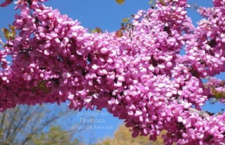 Церцис канадський Ред Фос (Cercis canadensis Red Force) ФОТО