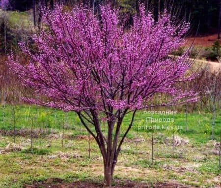 Церцис канадський Ред Фос (Cercis canadensis Red Force) ФОТО