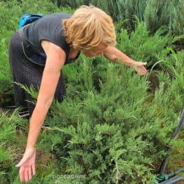 Ялівець козацький Тамарісціфолія (Juniperus sabina Tamariscifolia) ФОТО